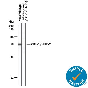 Specificity of Human cIAP‑1/HIAP‑2 by Simple WesternTM.