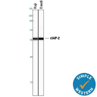 Detection of Human cIAP-2/HIAP-1 antibody by Simple WesternTM.