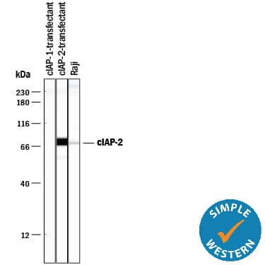 Detection of Human cIAP-2/HIAP-1 antibody by Simple WesternTM.