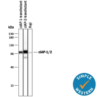 Detection of Human cIAP antibody by Simple WesternTM.
