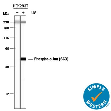 Detection of Human Phospho-c-Jun (S63) antibody by Simple WesternTM.