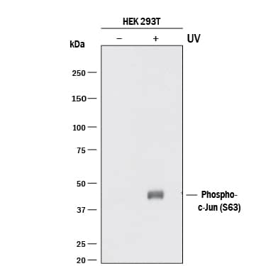 Detection of Human Phospho-c-Jun (S63) antibody by Western Blot.