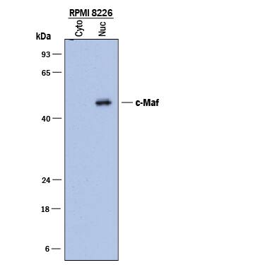 Detection of Human c-Maf antibody by Western Blot.