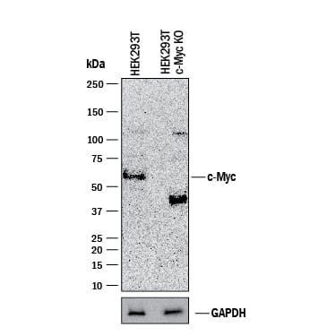 Western Blot Shows Human c-Myc Antibody Specificity by Using Knockout Cell Line.