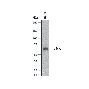 Detection of Mouse c-Myc antibody by Western Blot.