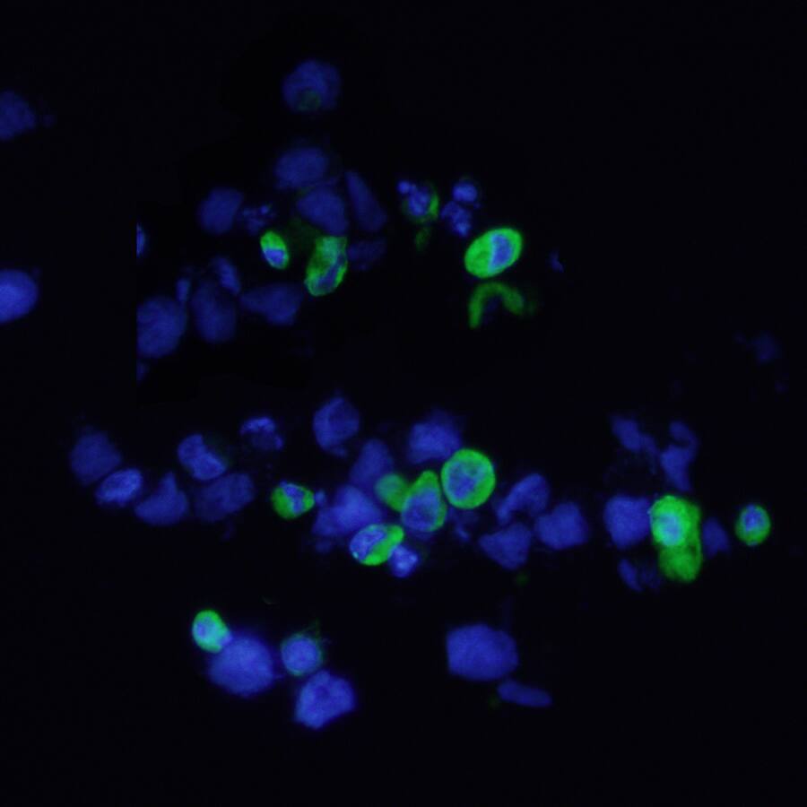 c-Myc antibody in HEK293 Human Cell Line Transfected with c-Myc-tagged Serotonin Receptor by Immunocytochemistry (ICC).