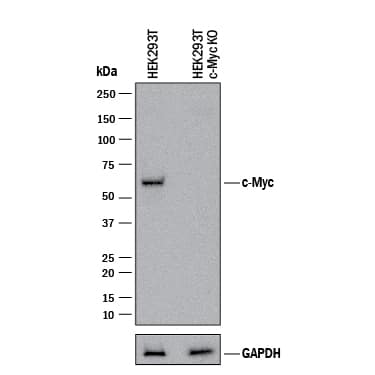 Western Blot Shows Human c-Myc Antibody Specificity by Using Knockout Cell Line.