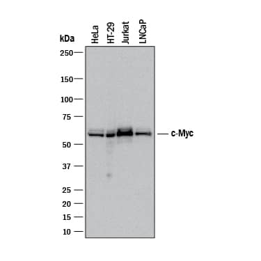 Detection of human c-Myc antibody by Western Blot.