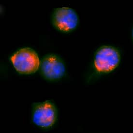 c-Myc antibody in HEK293 Human Cell Line Transfected with c-Myc-tagged Serotonin Receptor by Immunocytochemistry (ICC).