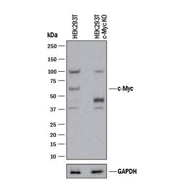 Western Blot Shows Human c-Myc Antibody Specificity by Using Knockout Cell Line.