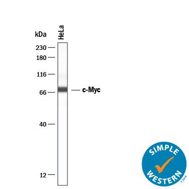 Detection of Human c-Myc antibody by Simple WesternTM.