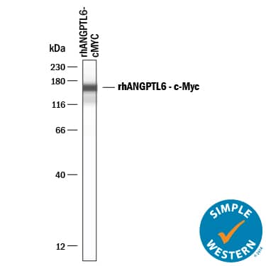 Detection of Human c-Myc antibody by Simple WesternTM.