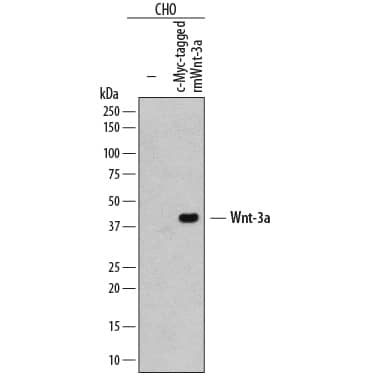 Detection of c-Myc-tagged Protein antibody by Western Blot.