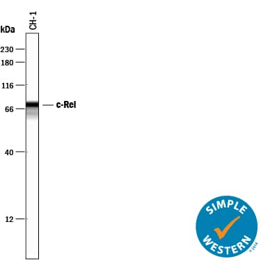 Detection of Mouse c-Rel antibody by Simple WesternTM.