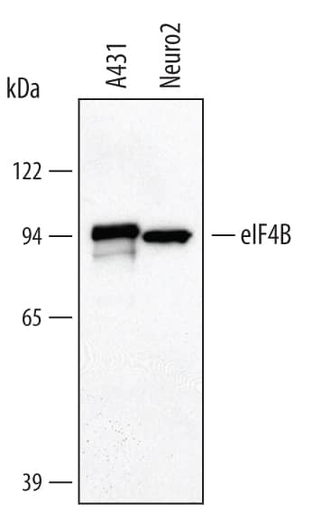 Detection of Human eIF4B antibody by Western Blot.