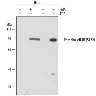 Detection of Human Phospho-eIF4B (S422) antibody by Western Blot.