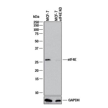 Western Blot Shows Human eIF4E Antibody Specificity by Using Knockout Cell Line.