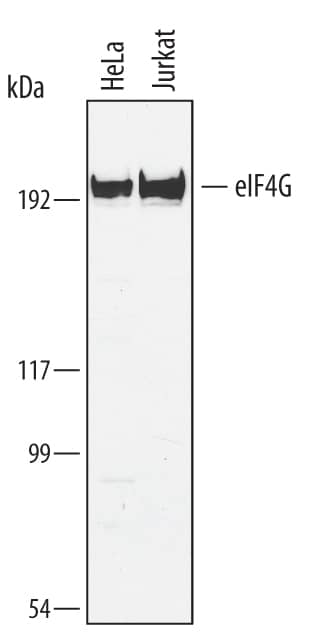 Detection of Human eIF4G antibody by Western Blot.