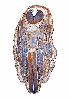 eIF5A antibody in Mouse Embryo by Immunohistochemistry (IHC-Fr).