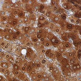 eIF5A antibody in Human Liver by Immunohistochemistry (IHC-P).