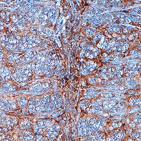 eIF5A antibody in Rat Brain by Immunohistochemistry (IHC-Fr).