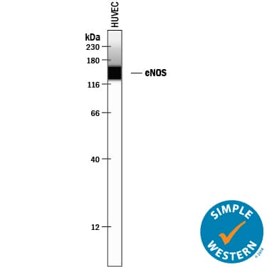 Detection of Human eNOS antibody by Simple WesternTM.