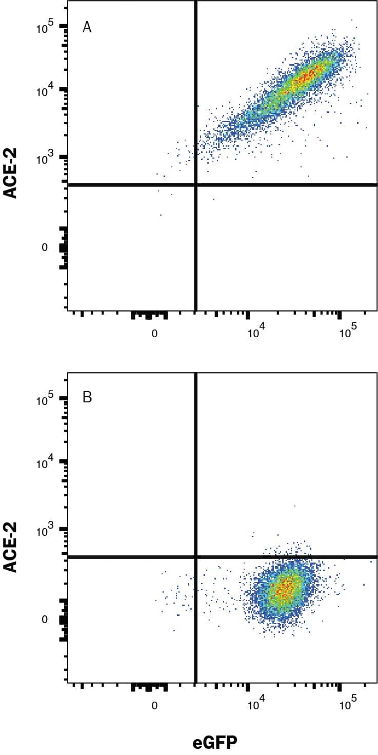 Detection of ACE-2 antibody in HEK293 Human Cell Line Transfected with Human ACE-2 and eGFP antibody by Flow Cytometry.