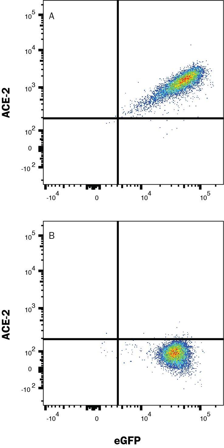 Detection of ACE-2 antibody in HEK293 Human Cell Line Transfected with Human ACE-2 and eGFP antibody by Flow Cytometry.