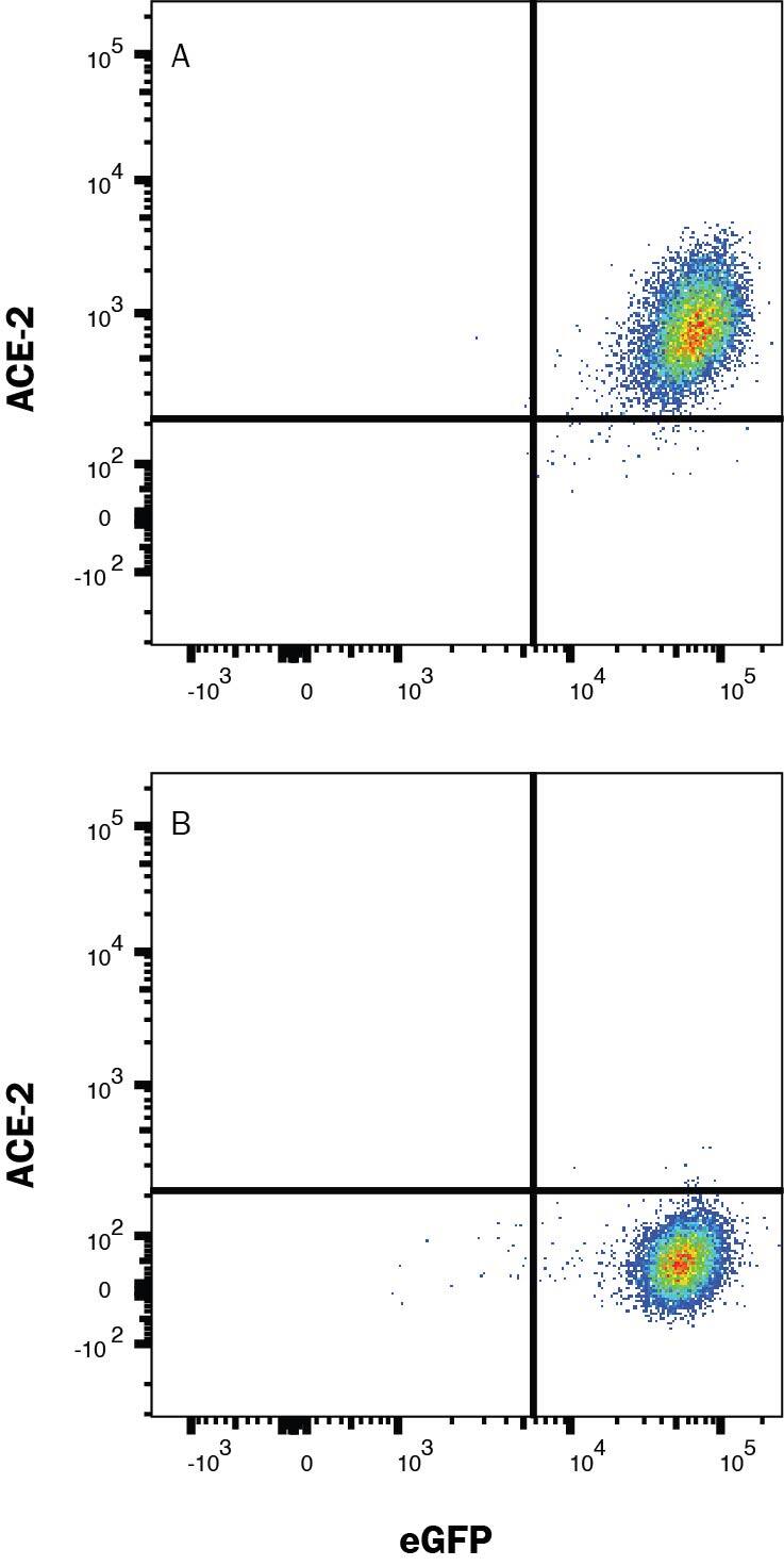 Detection of ACE-2 antibody in HEK293 Human Cell Line transfected with Human ACE-2 and eGFP antibody by Flow Cytometry.