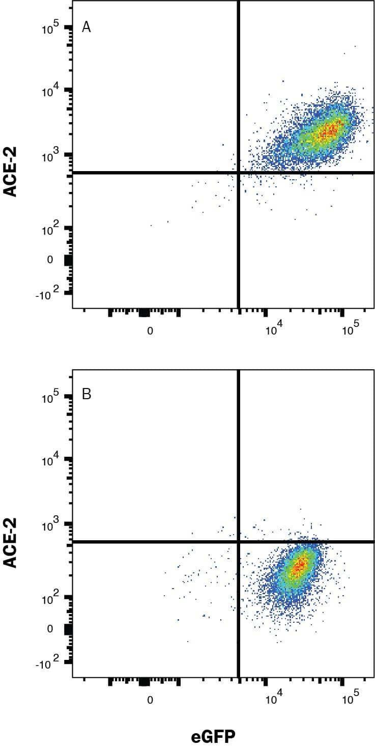 Detection of ACE-2 antibody in HEK293 Human Cell Line Transfected with Human ACE-2 and eGFP antibody by Flow Cytometry