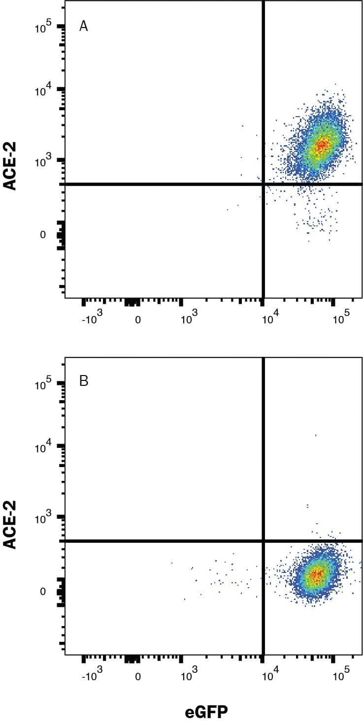 Detection of ACE-2 antibody in HEK293 Human Cell Line transfected with Human ACE-2 and eGFP antibody by Flow Cytometry.