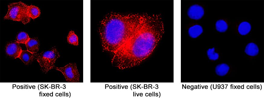 ErbB2/Her2 antibody in SK-BR-3 Human Cell Line by Immunocytochemistry (ICC).