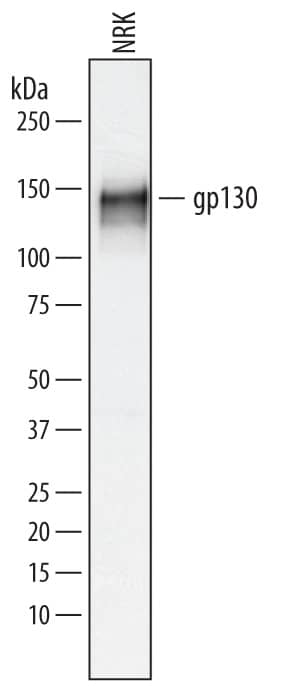 Detection of Rat gp130 antibody by Western Blot.