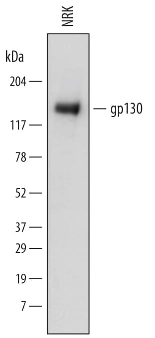 Detection of Rat gp130 antibody by Western Blot.