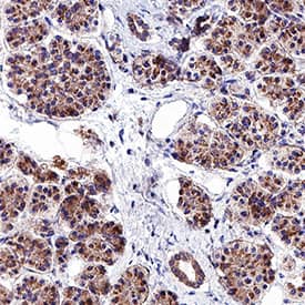 gp130 antibody in Human Pancreas Tissue by Immunohistochemistry (IHC-P).