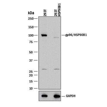Western Blot Shows Human gp96/HSP90B1 Antibody Specificity by Using Knockout Cell Line.