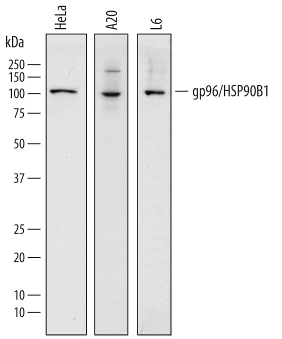 Detection of Human, Mouse, and Rat gp96/HSP90B1 antibody by Western Blot.