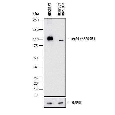 Western Blot Shows Human gp96/HSP90B1 Antibody Specificity by Using Knockout Cell Line.