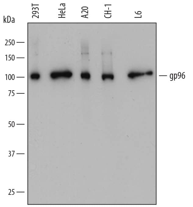 Detection of Human, Mouse, and Rat gp96/HSP90B1 antibody by Western Blot.