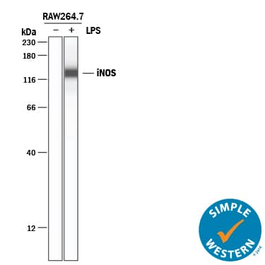 Detection of Mouse iNOS antibody by Simple WesternTM.
