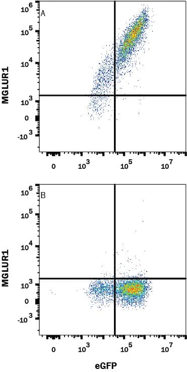 Detection of MGLUR1 antibody in HEK293 Human Cell Line Transfected with Human MGLUR1 and eGFP antibody by Flow Cytometry.