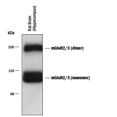 Detection of mGluR2/3 antibody by Western Blot