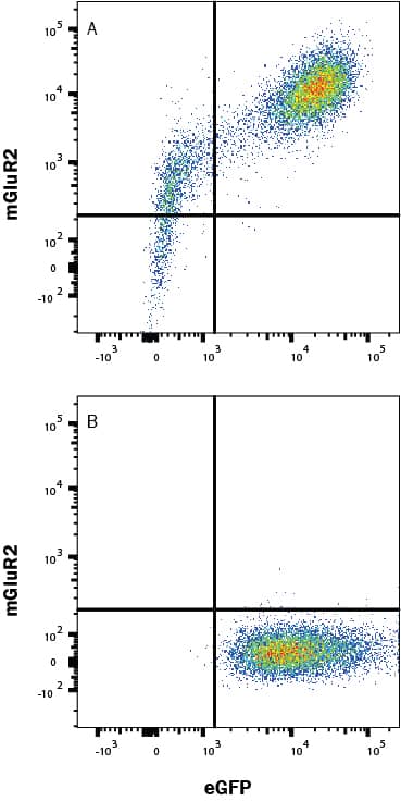 Detection of mGLUR2 antibody in HEK293 Human Cell Line Transfected with Human mGLUR2 and eGFP antibody by Flow Cytometry.