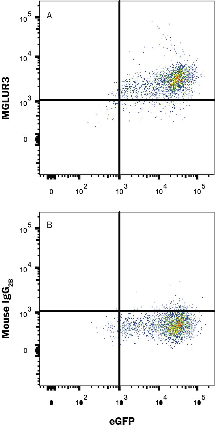 Detection of MGLUR3 antibody in HEK293 Human Cell Line Transfected with Human MGLUR3 and eGFP antibody by Flow Cytometry.