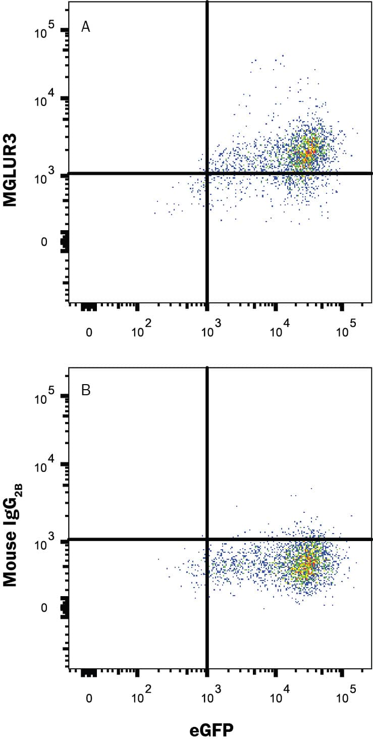 Detection of MGLUR3 antibody in HEK293 Human Cell Line Transfected with Human MGLUR3 and eGFP antibody by Flow Cytometry.