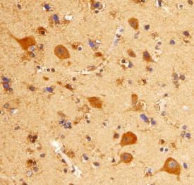 mGluR8 antibody in Human Brain by Immunohistochemistry (IHC-P).