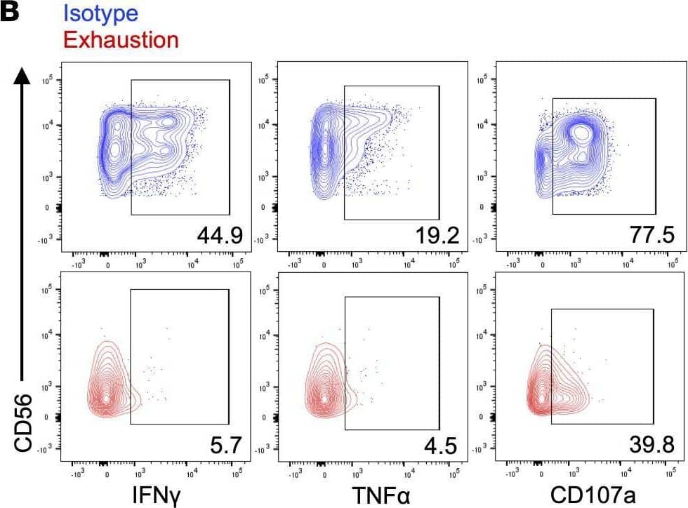 Detection of IgG2B by Flow Cytometry