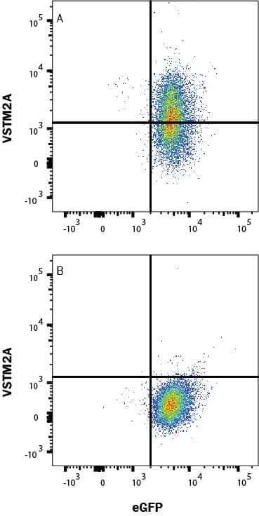 Detection of VSTM2A antibody in HEK293 Human Cell Line transfected with Human VSTM2A and eGFP antibody by Flow Cytometry