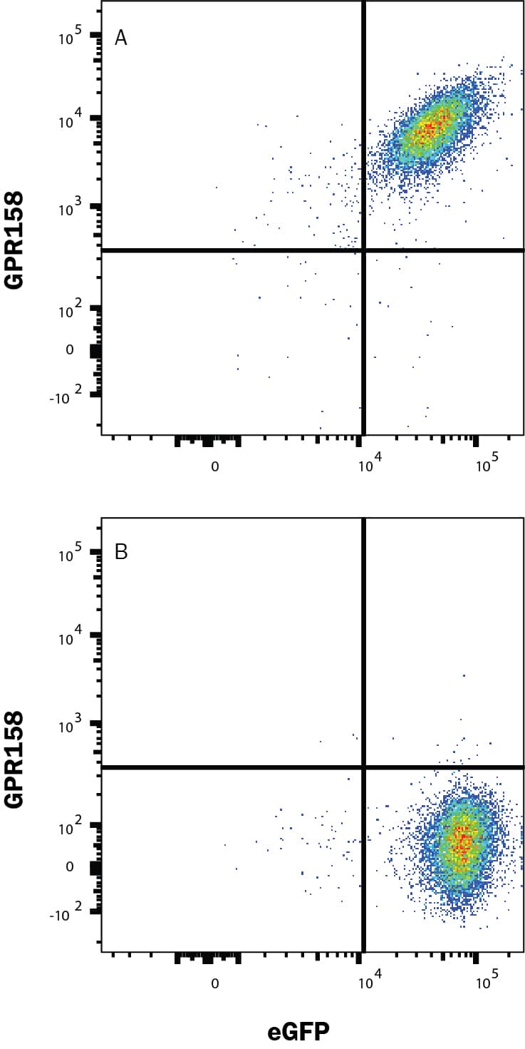 Detection of GPR158 in HEK293 Human Cell Line Transfected with Human GPR158 and eGFP by Flow Cytometry. Detection of GPR158 antibody in HEK293 Human Cell Line Transfected with Human GPR158 and eGFP antibody by Flow Cytometry.