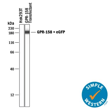 Detection of GPR158 by Simple Western<sup>TM</sup>.